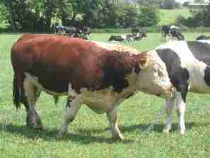 Bull in field