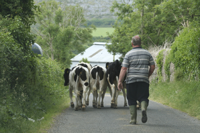 Farming Cattle