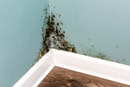 Mould on Wall Mould on Wall