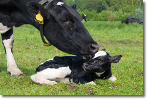 Cow and Calf Tile