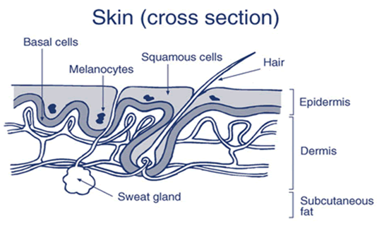 human_skin human_skin