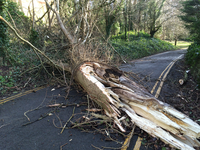 felled tree