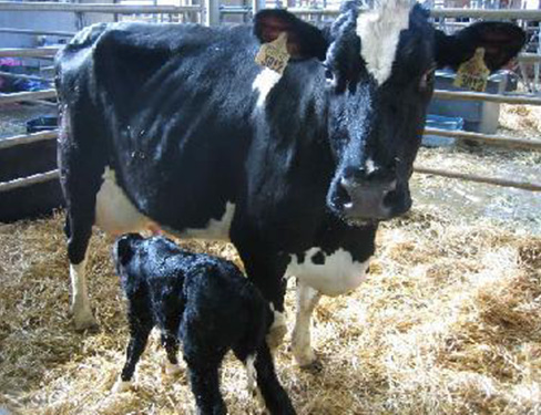 Cow-and-calf