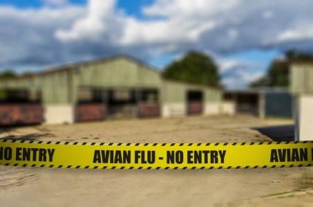 iStock-628092832---avian-flu