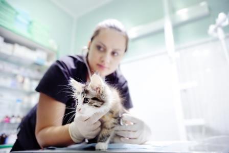 Vet examining kitten