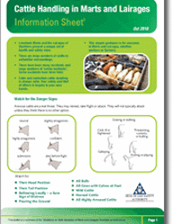 Cattle Handling in Marts and Lairages Information Sheet thumbnail